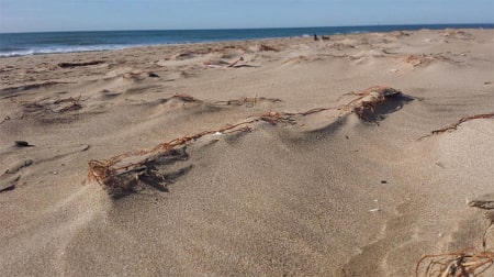 Mediterranean seagrass (Cymodosea nodosa) fixing of embryo dunes